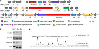 Transcriptional Differences Guided Discovery and Genetic Identification of Coprogen and Dimerumic Acid Siderophores in Metarhizium robertsii